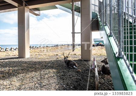 北海道・野付半島、秋の潮風に憩うエゾシカの休息 北海道・野付半島、秋の潮風に憩うエゾシカの休息 133983823