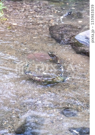 秋深まる道東の川を遡る鮭の旅 秋深まる道東の川を遡る鮭の旅 133983839