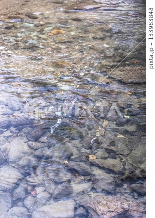 哀愁漂う秋の清流:北海道道東、鮭の旅路 哀愁漂う秋の清流:北海道道東、鮭の旅路 133983848