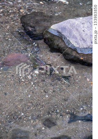 秋の知床、清流を遡る鮭。命の輝きと哀愁 133983850