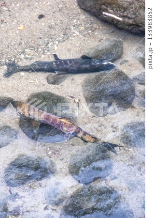 道東ウトロの秋:清流を力強く遡る鮭たちの生命の輝き 道東ウトロの秋:清流を力強く遡る鮭たちの生命の輝き 133983852