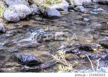哀愁漂う秋の北海道:清流に輝く命の物語 哀愁漂う秋の北海道:清流に輝く命の物語 133983853