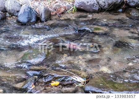 生命の躍動、秋の北海道を染める清流と鮭の物語 生命の躍動、秋の北海道を染める清流と鮭の物語 133983857