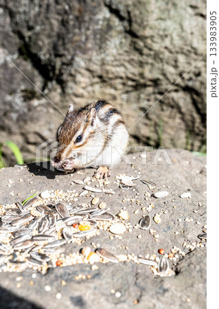 北海道道東 オホーツクシマリス公園で餌を食べる可愛いシマリス 133983905