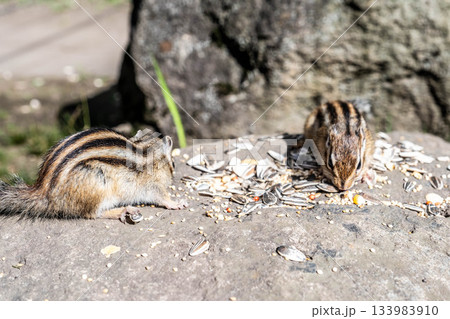 北海道道東 オホーツクシマリス公園の秋 餌を食べるシマリス 133983910