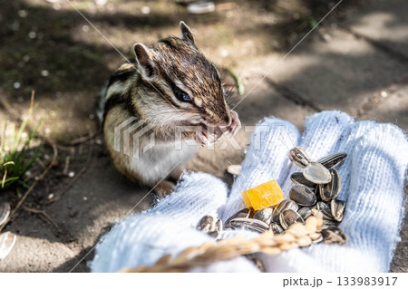北海道オホーツクシマリス公園 手のひらで食べる可愛いエゾシマリス 133983917