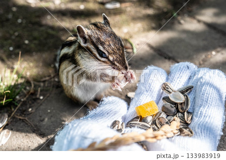 北海道オホーツクの秋、手から食べる可愛いシマリス 133983919