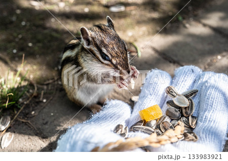 北海道オホーツクシマリス公園で秋の恵みを味わう可愛いシマリス 133983921