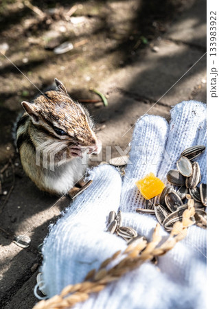 オホーツクシマリス公園で手から餌を食べる可愛いシマリス オホーツクシマリス公園で手から餌を食べる可愛いシマリス 133983922