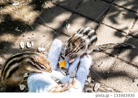 秋の北海道道東 オホーツクシマリス公園の手乗りシマリス 133983930