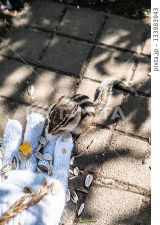 北海道オホーツクシマリス公園で手から餌を食べる可愛いエゾシマリス 133983943