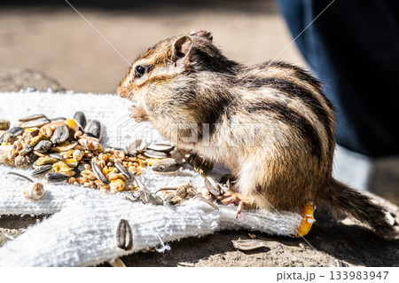 秋の北海道オホーツクシマリス公園、頬袋いっぱいの愛らしいエゾシマリス 133983947