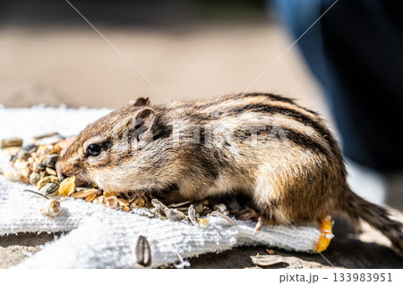 秋の北海道、オホーツクシマリス公園で餌を食べるエゾシマリス 133983951