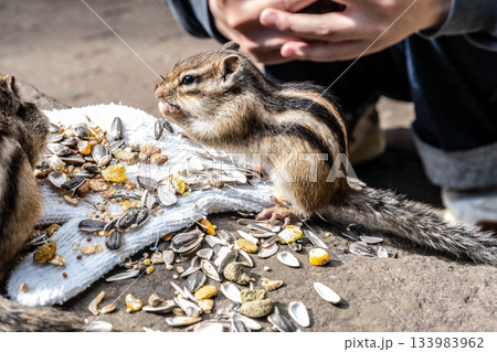 北海道 オホーツクシマリス公園で餌を食べるエゾシマリス 133983962