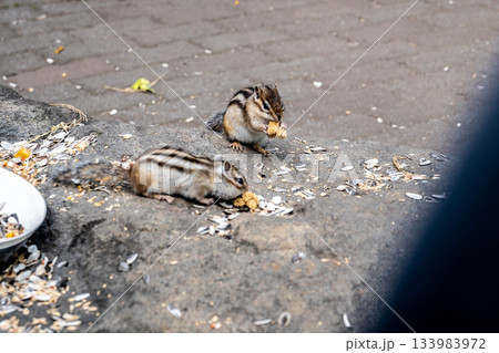 愛らしいエゾシマリスの食事風景 北海道オホーツクシマリス公園の秋 133983972