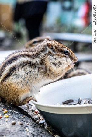 秋の北海道 オホーツクシマリス公園の元気なシマリス 食事シーン 133983987