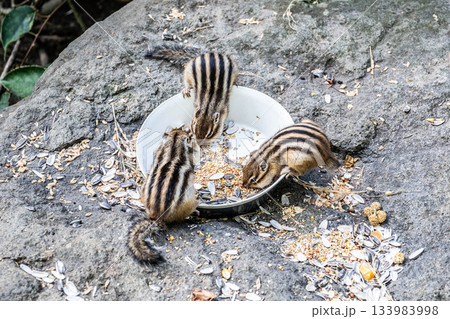 オホーツクシマリス公園 北海道 秋の食事を楽しむ愛らしいシマリスたち 133983998
