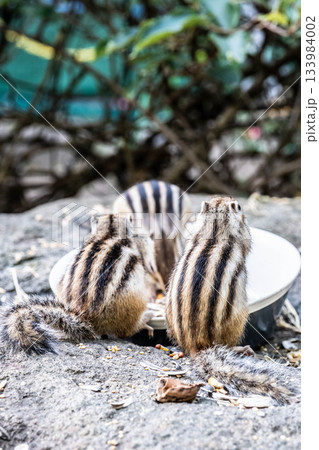秋の北海道 オホーツクシマリス公園、愛らしい食卓 133984002