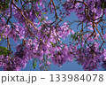 Vibrant jacaranda tree displays stunning purple blooms under a clear blue sky in Lisbon, capturing the essence of springtime in the city. 133984078