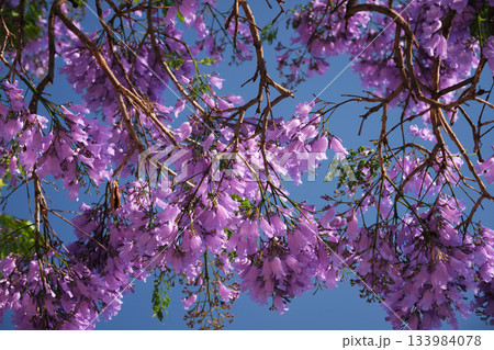 Vibrant jacaranda tree displays stunning purple blooms under a clear blue sky in Lisbon, capturing the essence of springtime in the city. 133984078