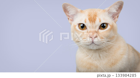 Burmese cat on a light purple background Burmese cat on a light purple background 133984285