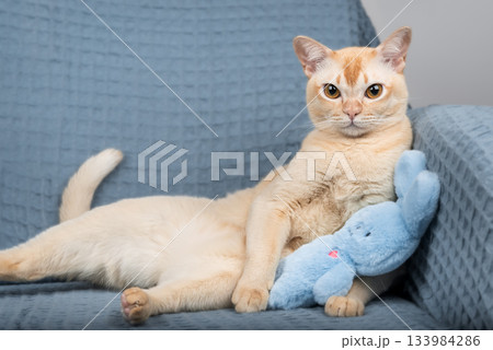 A cream-colored cat with a toy on the sofa 133984286