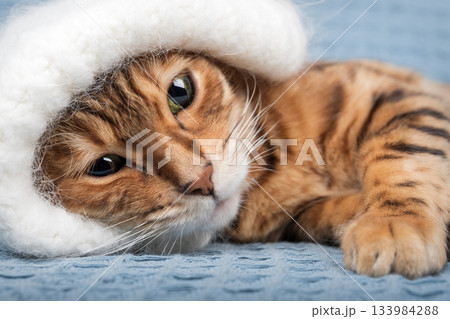 A close-up of a Bengal cat wearing a warm hat 133984288