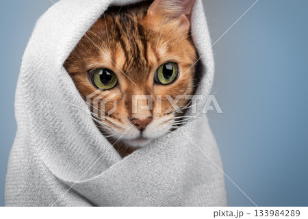 A Bengal cat in a light-colored scarf A Bengal cat in a light-colored scarf 133984289