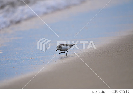 トウネン 133984537