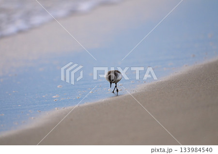 トウネン 133984540