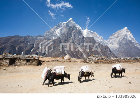Everest base camp trekking path in Dingboche area, Nepal. Yak animals Everest base camp trekking path in Dingboche area, Nepal. Yak animals 133985026
