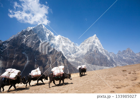Everest base camp trekking path in Dingboche area, Nepal. Yak animals Everest base camp trekking path in Dingboche area, Nepal. Yak animals 133985027