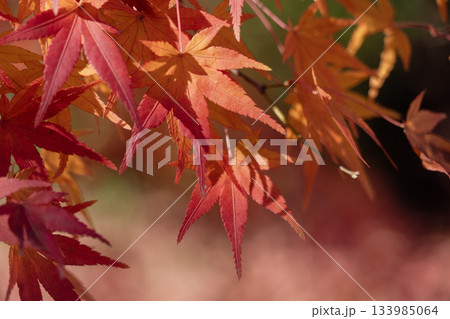 秋の虎渓山永保寺境内の景色 133985064