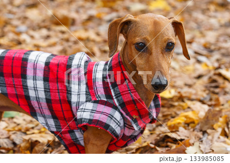Domestic dog, pet. Small brown dachshund in red checkered outfit walks on leash in an autumn park 133985085
