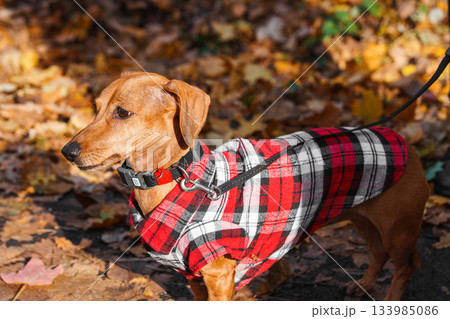 Domestic dog, pet. Small brown dachshund in red checkered outfit walks on leash in an autumn park 133985086