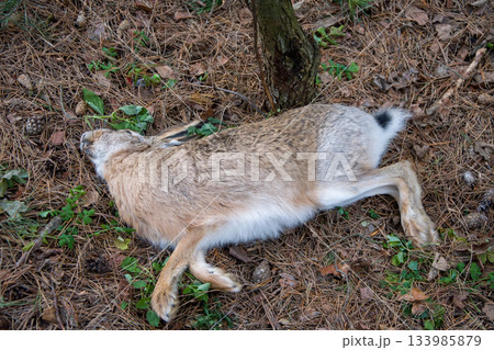 A dead hare lies in the autumn forest under a tree. Death of wild animals from hunger and cold, environmental problems. A dead hare lies in the autumn forest under a tree. Death of wild animals from hunger and cold, environmental problems. 133985879