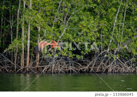 Eagle Feeding in Langkawi island Mangrove tour Kilim Geoforest Park. 133986045