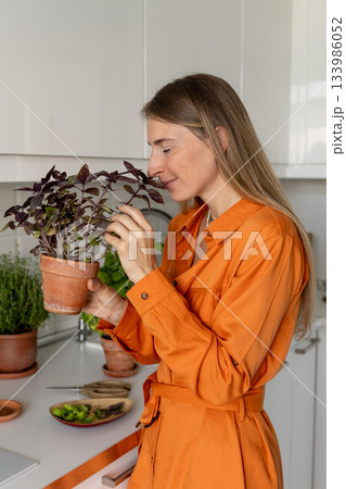 Woman gardener in kitchen holding potted basil in hands smelling fresh aroma, touches purple foliage Woman gardener in kitchen holding potted basil in hands smelling fresh aroma, touches purple foliage 133986052