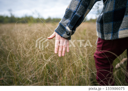Closeup of hand touching dry grass stems of autumn raised peat bog during walk through wetland Closeup of hand touching dry grass stems of autumn raised peat bog during walk through wetland 133986075