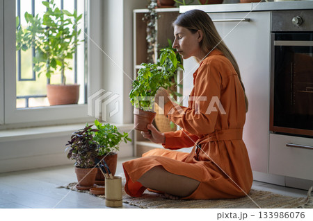 Woman gardener sits in kitchen holding potted basil in hands smelling fresh aroma, touching foliage. 133986076