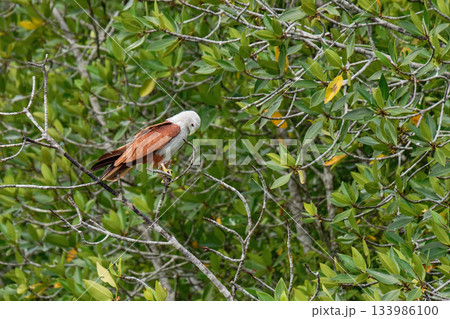 Eagle Feeding in Langkawi island Mangrove tour Kilim Geoforest Park. Eagle Feeding in Langkawi island Mangrove tour Kilim Geoforest Park. 133986100