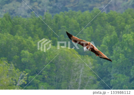 Eagle Feeding in Langkawi island Mangrove tour Kilim Geoforest Park. 133986112