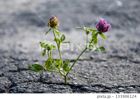 Clover flower cracked city asphalt, craving for light, plant power Clover flower cracked city asphalt, craving for light, plant power 133986124