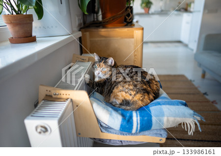 Domestic cat lying on shelf on soft plaid, warms its paw on warm radiator at home. Heating season Domestic cat lying on shelf on soft plaid, warms its paw on warm radiator at home. Heating season 133986161