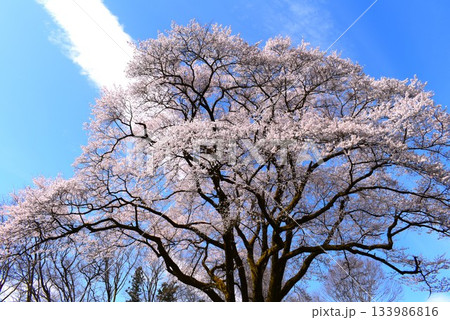 【 埼玉県寄居町 】 鉢形城の桜 氏邦桜 【 埼玉県寄居町 】 鉢形城の桜 氏邦桜 133986816