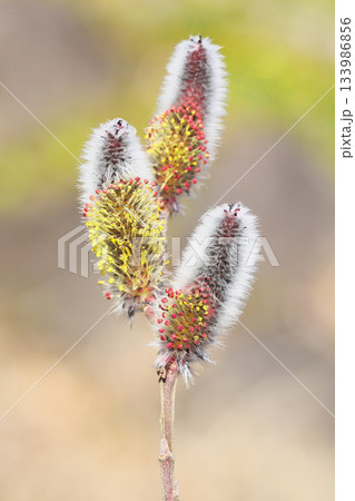 ネコヤナギの花 ネコヤナギの花 133986856