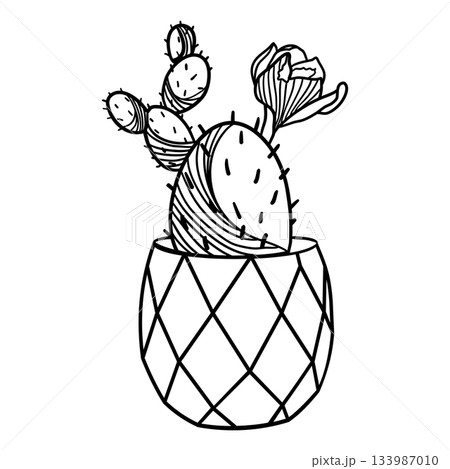 Blossom cactus in ceramic pot in doodle style vector illustration Blossom cactus in ceramic pot in doodle style vector illustration 133987010