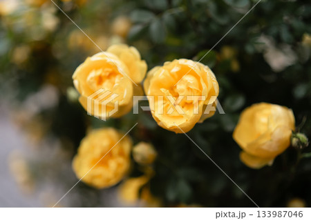 Yellow roses bokeh flower close up against dark green foliage background 133987046