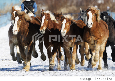 冬に走る馬の群れ 133987178