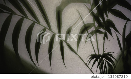 Abstract plant shadows on a textured gray wall surface with subtle light and minimalist aesthetic 133987219